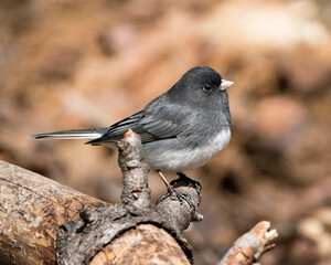 Junco Dark-eyed Photo. Perched on a branch displaying grey feather plumage, head, eye, beak, feet, with a blur background in its environment and habitat. Image. Picture. Portrait.