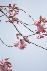pink cherry blossom