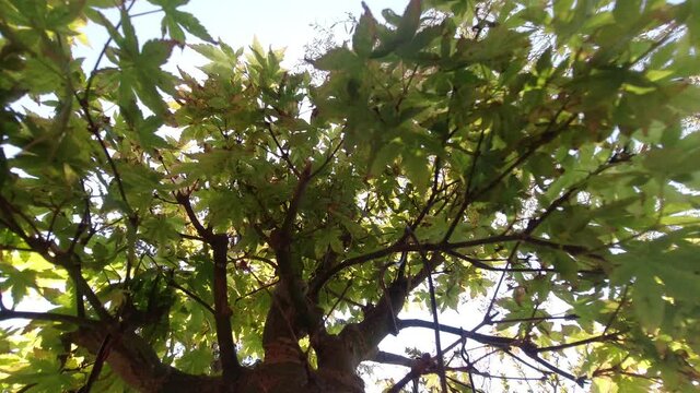 timelapse giardino piante fiori e cielo
