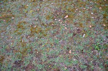 nature in the autumn season