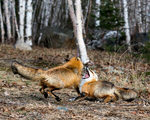Red Fox Photo Stock. Fox Image. Couple playing with birch trees background in the springtime displaying open mouth, tongue, teeth, fox tail, fur, in their environment and habitat .