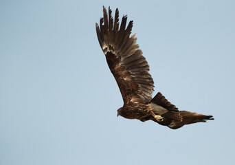 Obraz premium Greater spotted eagle flying, Bahrain