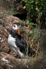 Puffin guarding nest