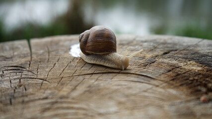 snail on the wood