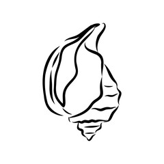 Hand drawn set of various seashell. clam shell, vector sketch
