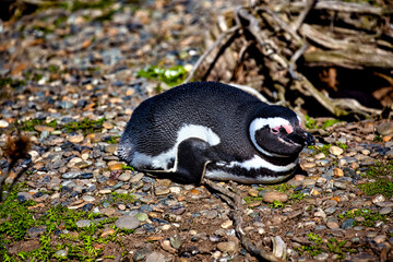 Penguins in the pinguinera Faro Cabo Virgenes, Argentina