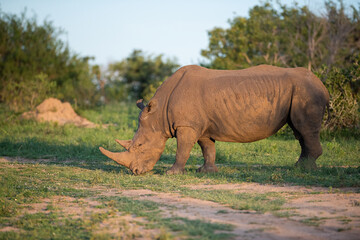 Fototapeta premium White Rhino bull seen on a safari in South Africa