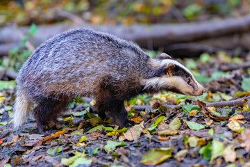 The Forest Badger (Meles Meles) in its typical drenching. The badger is a beast of the weasel family.