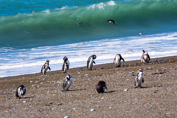 Penguins in the pinguinera Faro Cabo Virgenes, Argentina