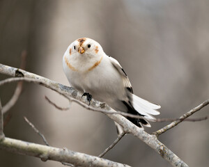 Bunting bird Photo Stock. Close-up front view, perched on a tree branch with spread tail with a blur background in its environment and habitat. Snow Bunting Image. Picture. Portrait.