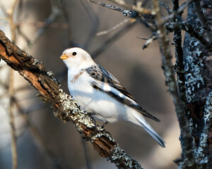 Snow bunting Photo Stock. Close-up, perched on a tree branch with a blur background and enjoying its environment and habitat. Bunting bird Image. Picture. Portrait.