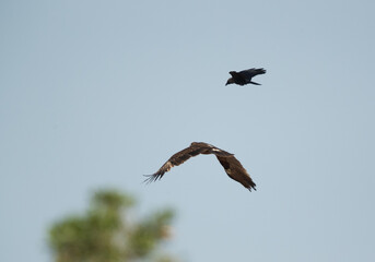 Greater spotted eagle mobbed by a crow, Bahrain
