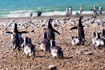 Penguins in the pinguinera Faro Cabo Virgenes, Argentina