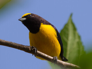 yellow wagtail on a branch