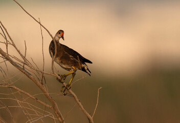 Common Moorhen chick perched on twig at Asker marsh, Bahrain