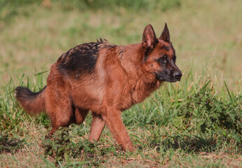 german shepherd dog on grass