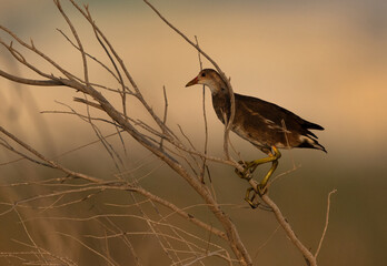 Common Moorhen chick perched on twig at Asker marsh, Bahrain