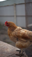 chicken at home