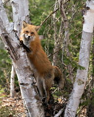 Red Fox Photo Stock. Fox Image. Climbing a birch tree looking for its prey  in its environment and habitat with a coniferous trees background. Picture. Portrait.
