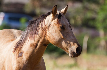 Obraz premium portrait of a horse