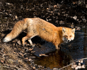 Red Fox Photo Stock. Fox Image. Close-up standing in the water and looking at camera in the spring season displaying fox tail, fur, in its environment and habitat. Picture. Portrait.