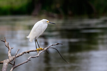 Snowy Egret (Egretta thula) perched on branch over water