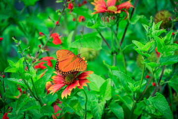 Gulf Fritillary (Agraulis vanillae) butterfly perched on some green leaves