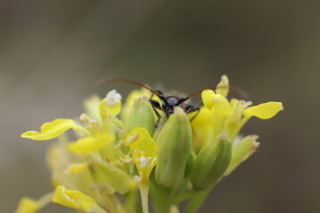 naturaleza de cercanía fotografía macro