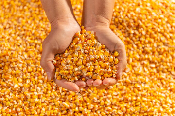 Woman hands holding a handful of golden corn seeds.