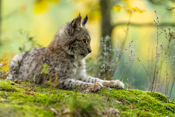 Lynx in green forest with tree trunk. Wildlife scene from nature. Playing Eurasian lynx, animal behaviour in habitat. Wild cat from Germany. Wild Bobcat between the trees