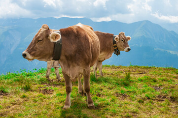 Fototapeta na wymiar Funny pair of Swiss cows