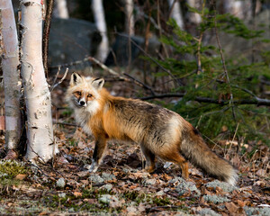 Naklejka na ściany i meble Red Fox Photo Stock. Unique fox standing by a birch tree and blur forest background in the spring season in its habitat displaying white mark paws, unique face, fur, bushy tail. Picture. Portrait.