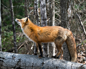 Red Fox Photo Stock. Fox Image. Close-up profile view standing on a log  and looking towards the sky with blur forest background in its environment and habitat. Picture. Portrait. Photo.