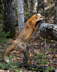 Red Fox Photo Stock. Fox Image. Jumping on a log in the forest with blur forest background in its environment and habitat. Picture. Portrait. Photo
