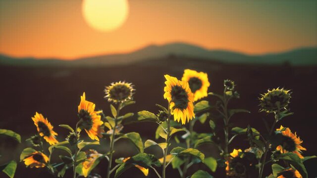 big beautiful sunflowers at sunset