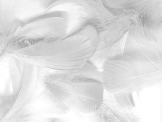 Beautiful abstract black feathers on white background and soft white feather texture on white texture pattern, dark theme wallpaper, gray feather background, gray banners, white gradient