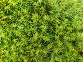 green moss background