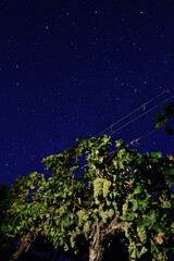 parras con uvas blancas chenin blanc nocturna