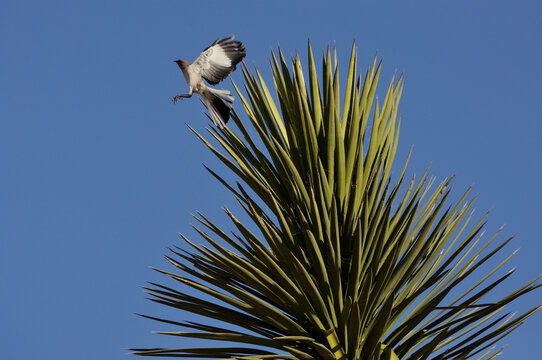 p&aacute;jaro cenzontle de las 400 voces  sobre palma de desierto 
