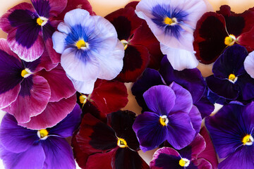 pansies styled stock scene