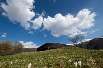 Fototapeta premium Crocus vernus fowers on alpine grassland