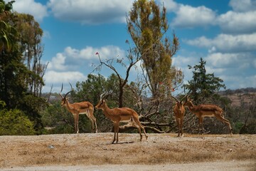 antilopes