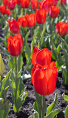 Image of many flowers of tulips in a garden
