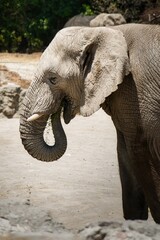 elefante 2