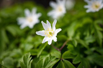 Wood Anemone