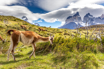 Naklejka na ściany i meble Lama in Torres del Paine National Park, Chile, South America.