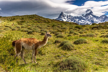 Lama in Torres del Paine National Park, Chile, South America.
