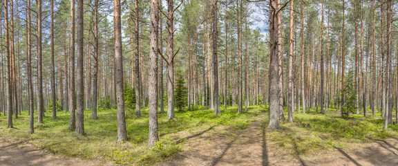 pine green forest panorama