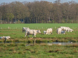 Kühe auf einer Wiese im westlichen Münsterland