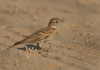 A portrait of a Calandra Lark at Hamala, Bahrain